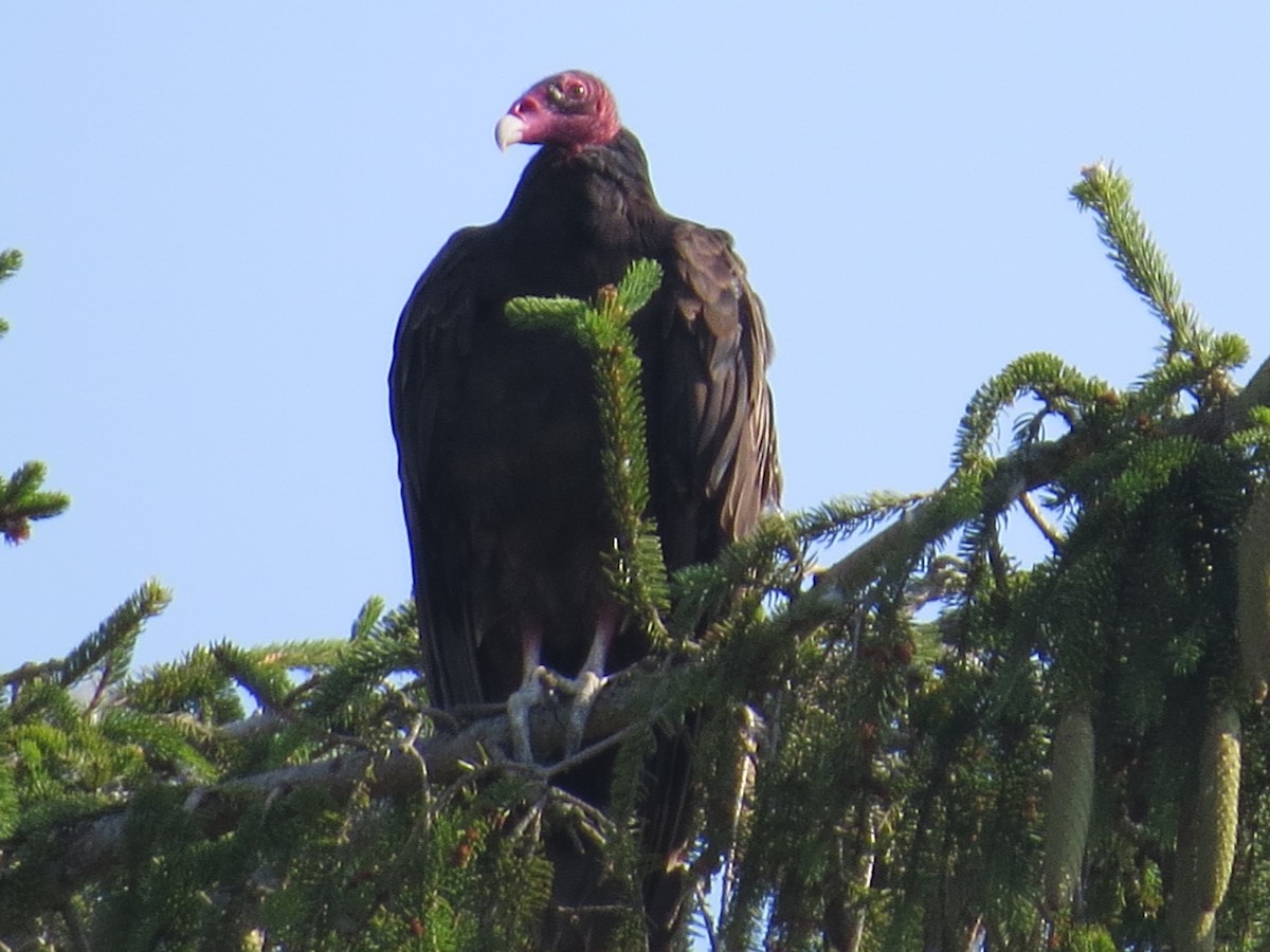 Turkey Vulture - ML638415908