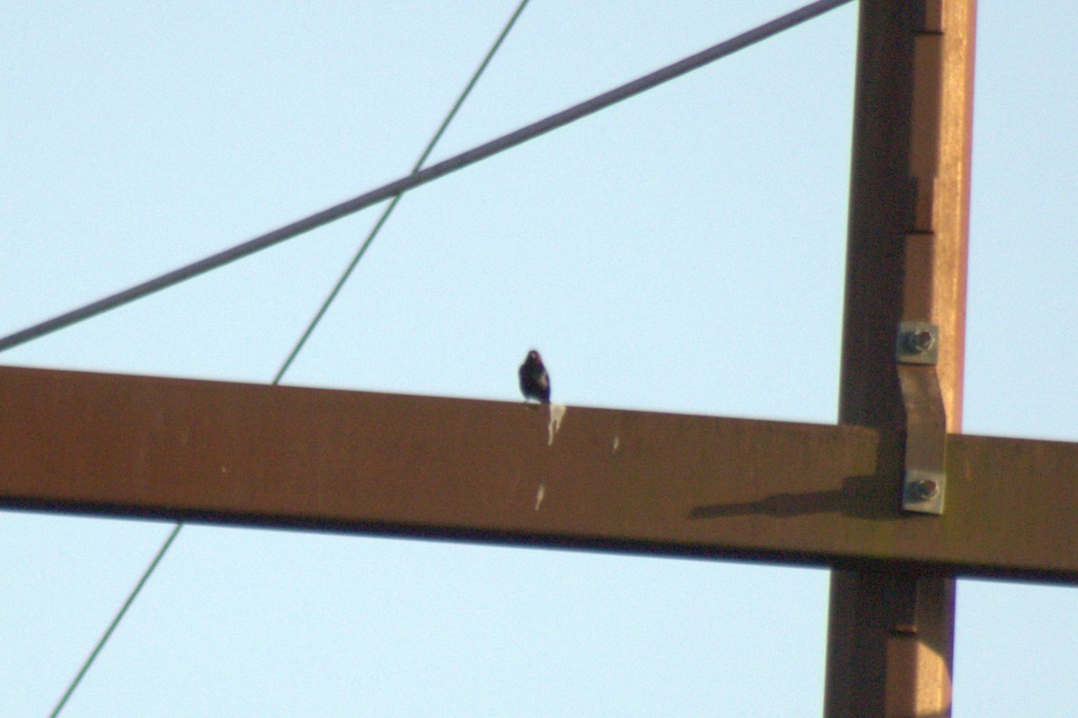 Brown-headed Cowbird - ML638415927