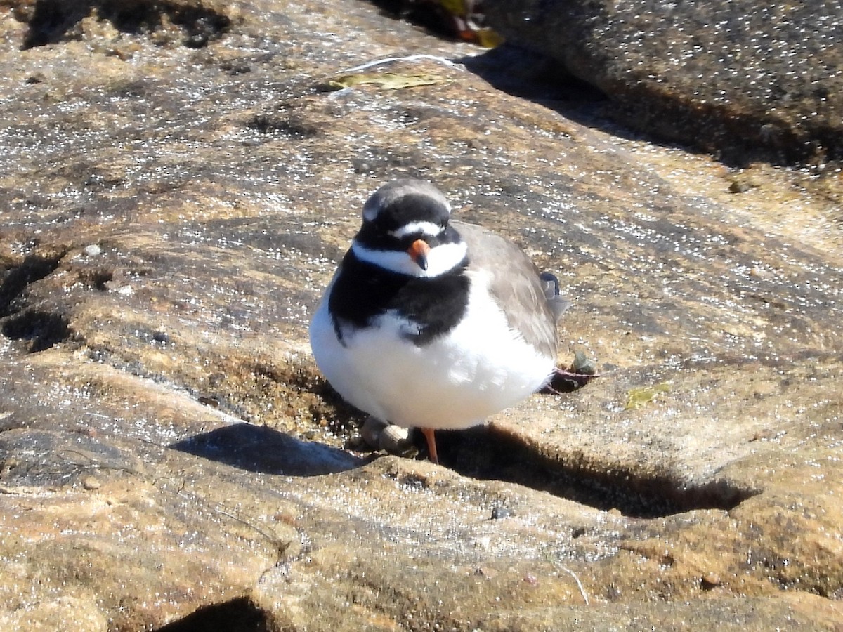 Common Ringed Plover - ML638415929