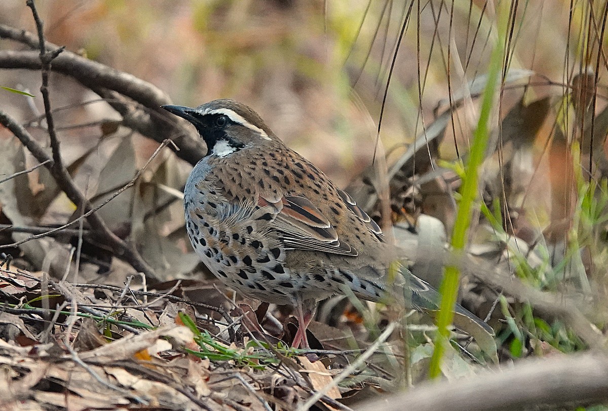 Spotted Quail-thrush - ML638415955