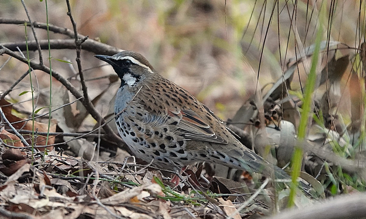 Spotted Quail-thrush - ML638415970
