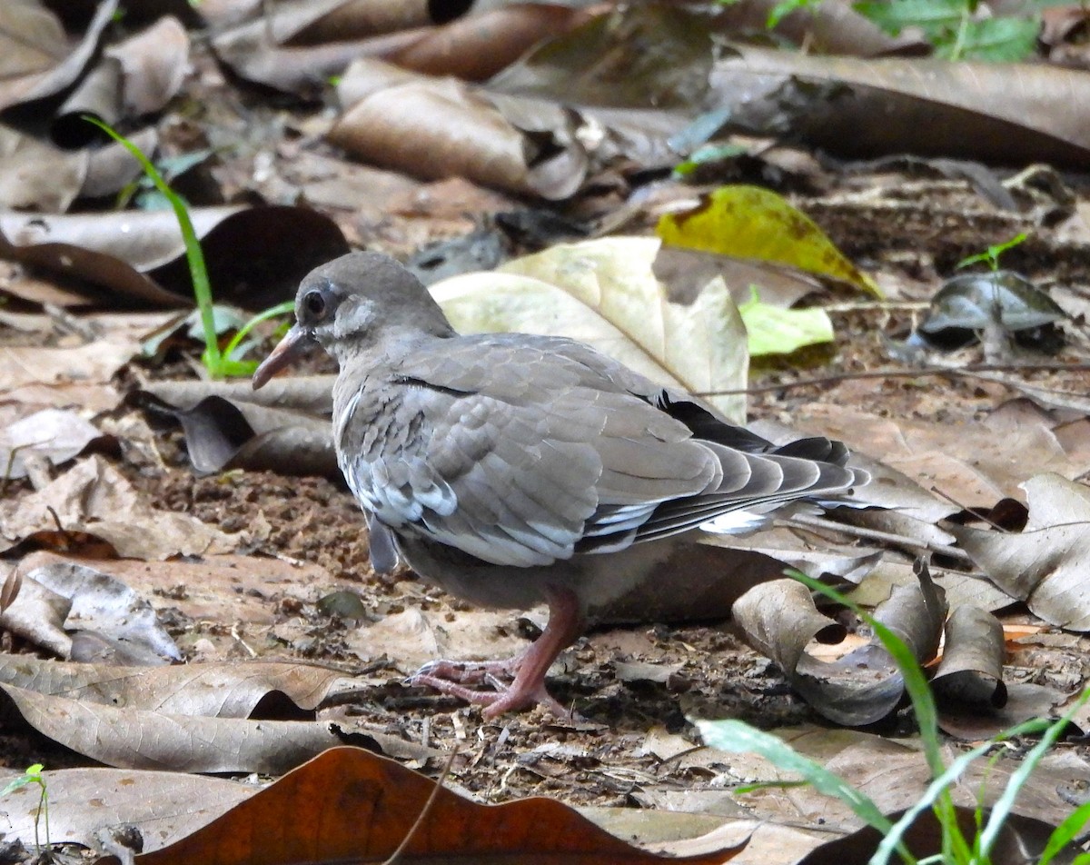 White-winged Dove - ML638415981