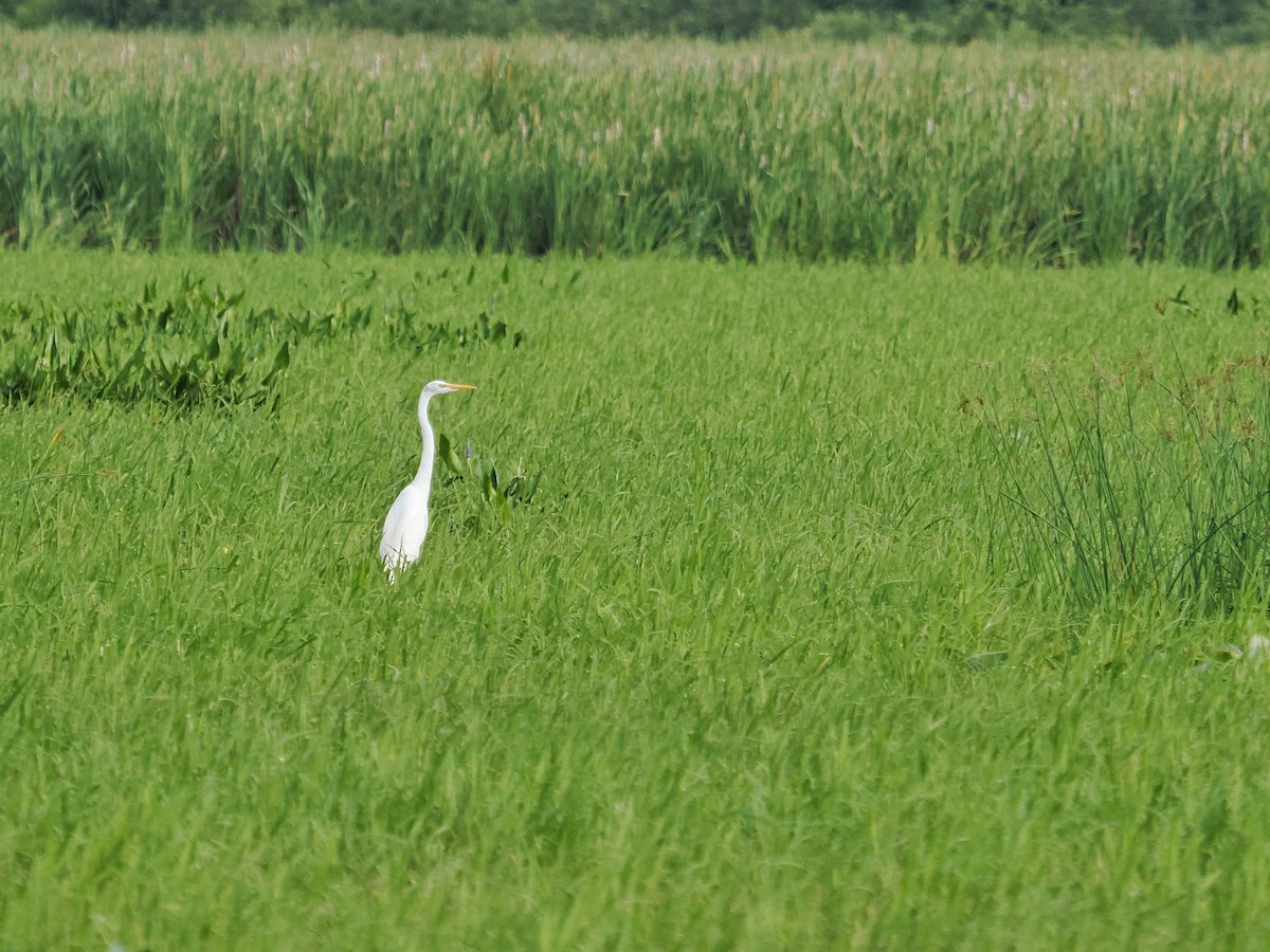 Great Egret - ML638415993