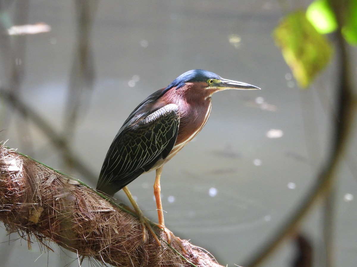 Green Heron - ML638415995