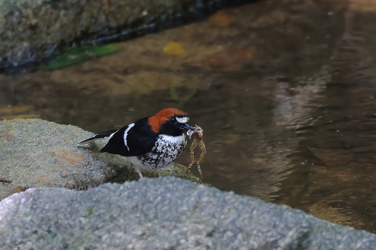Chestnut-naped Forktail - ML638416006