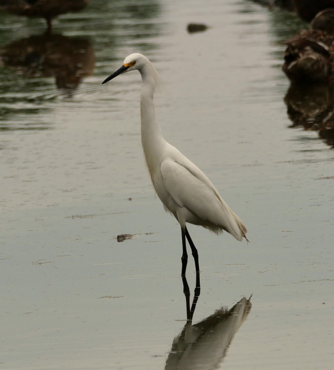 Snowy Egret - ML638416013