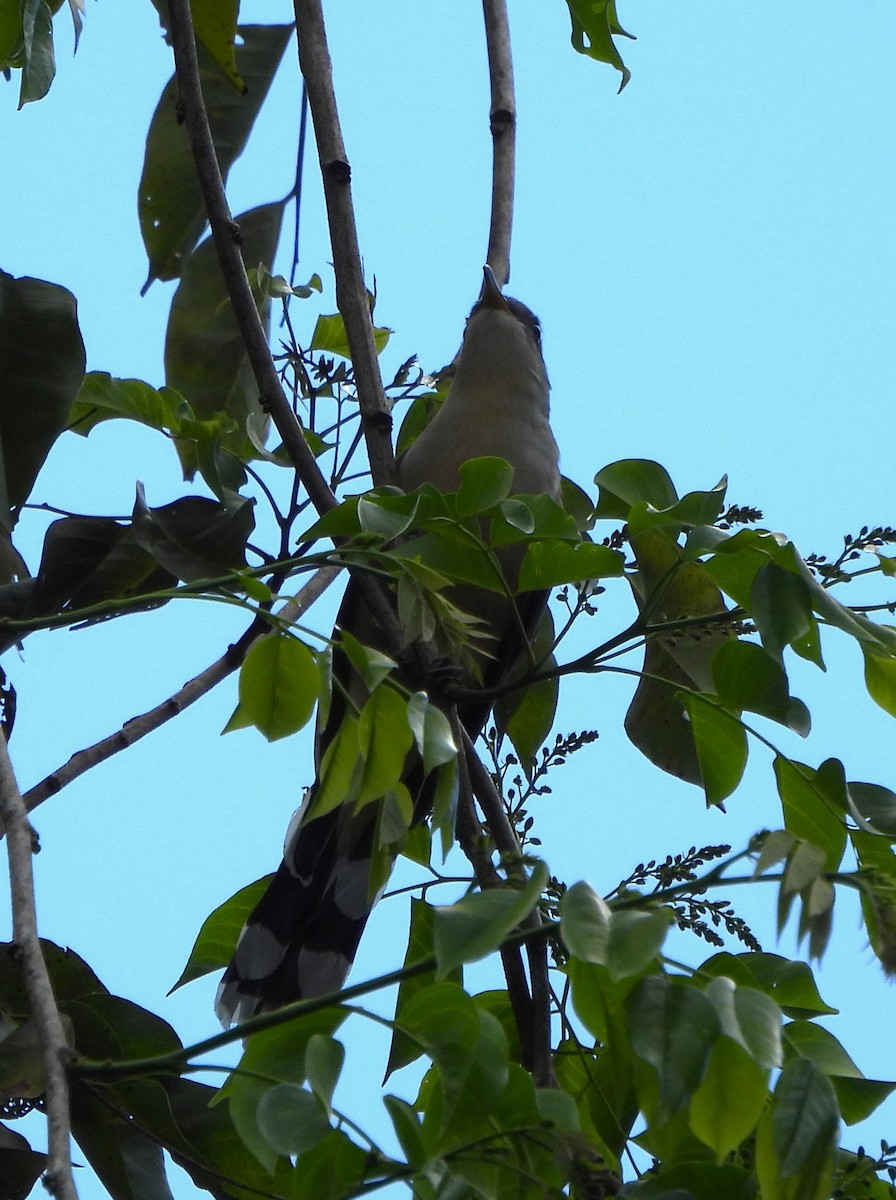 Mangrove Cuckoo - ML638416014