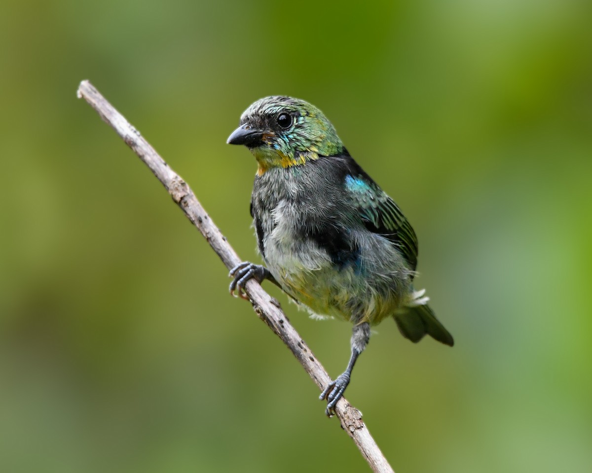 Golden-hooded Tanager - ML638416016