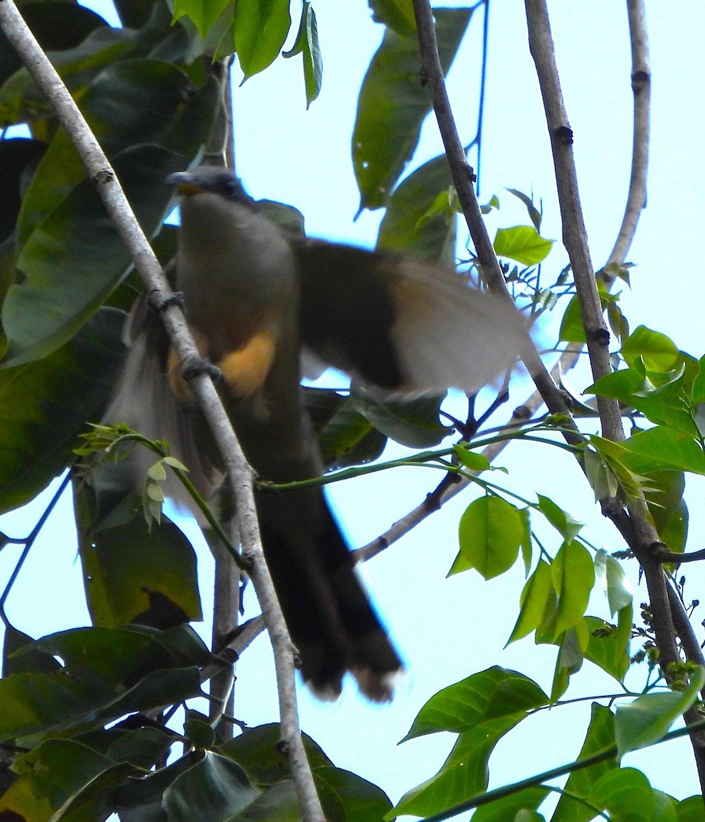 Mangrove Cuckoo - ML638416025