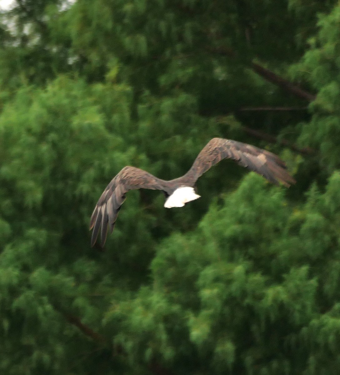Bald Eagle - ML638416032
