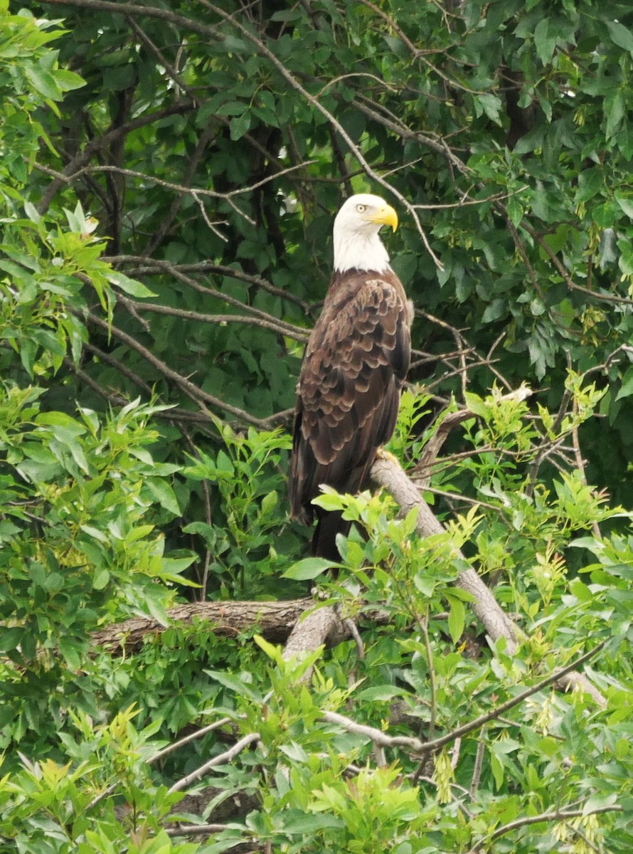 Bald Eagle - ML638416033