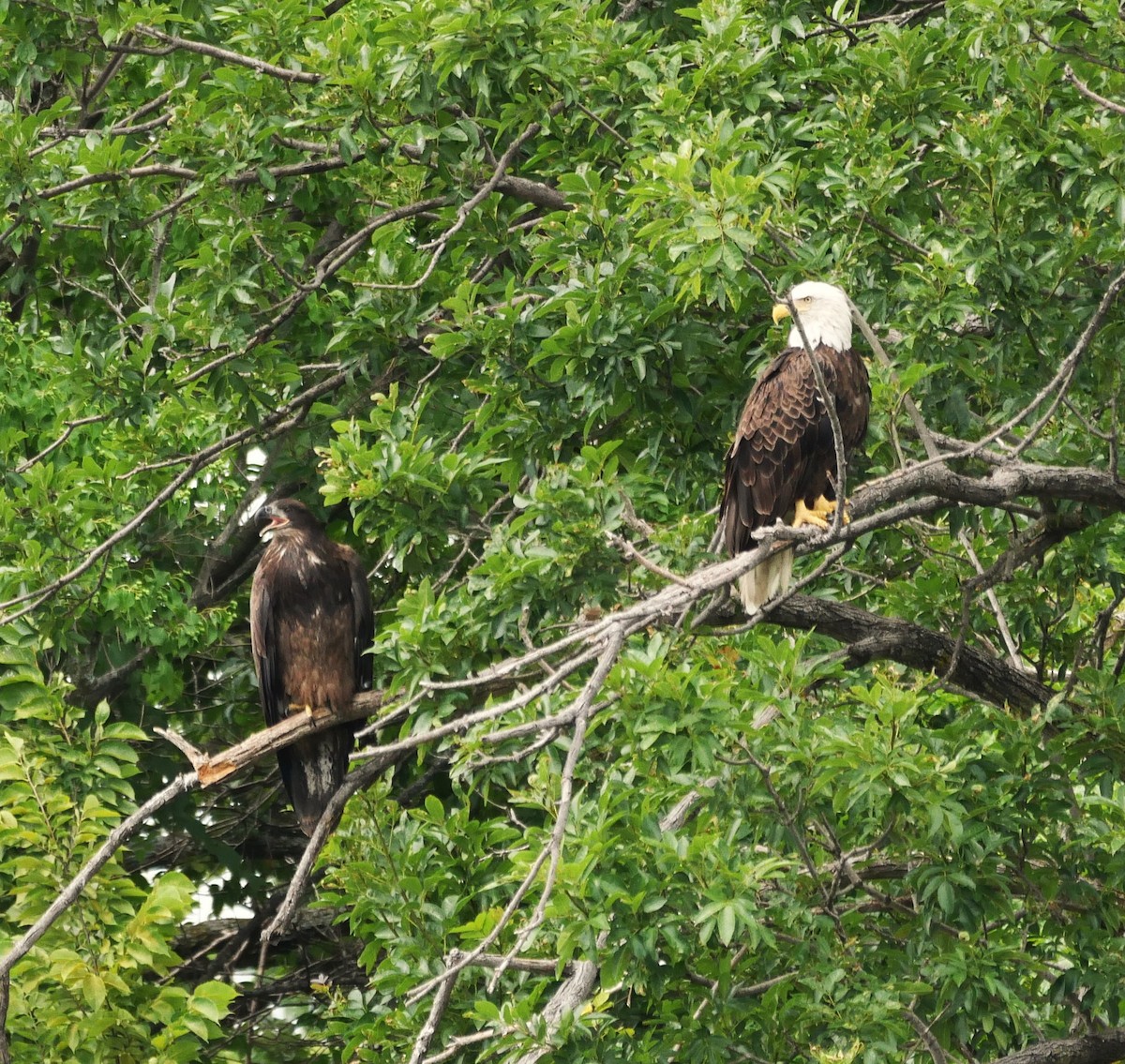Bald Eagle - ML638416034
