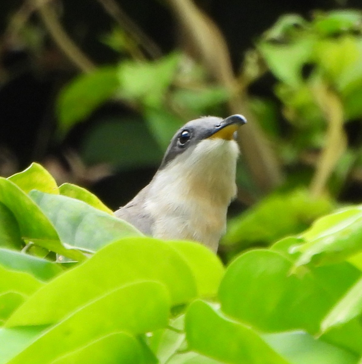 Mangrove Cuckoo - ML638416043