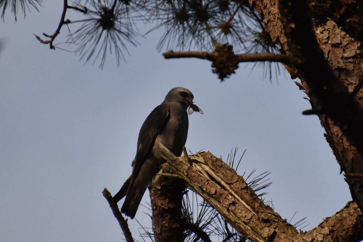 Mississippi Kite - ML638416046