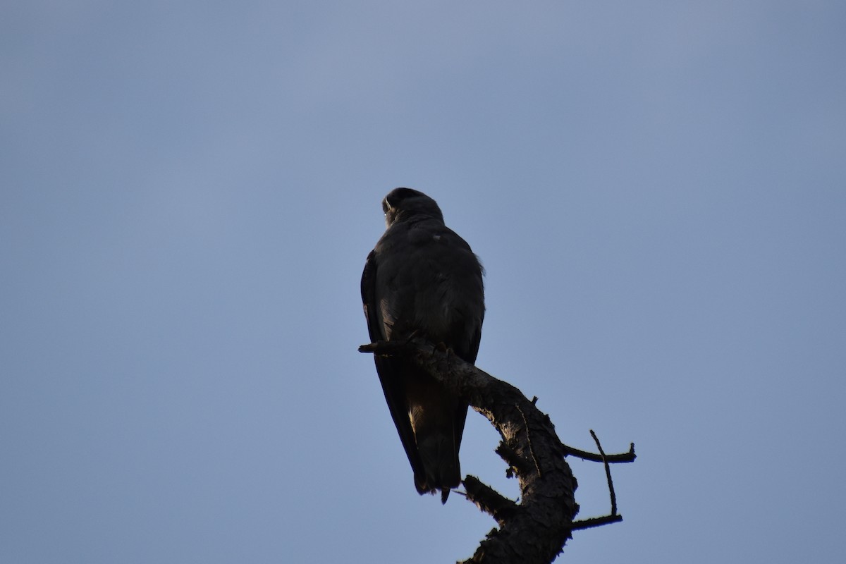Mississippi Kite - ML638416047
