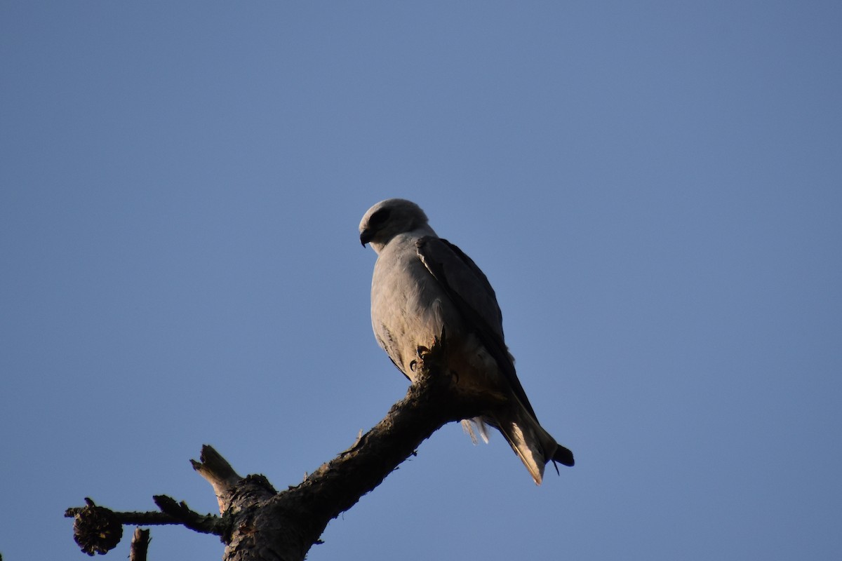 Mississippi Kite - ML638416048