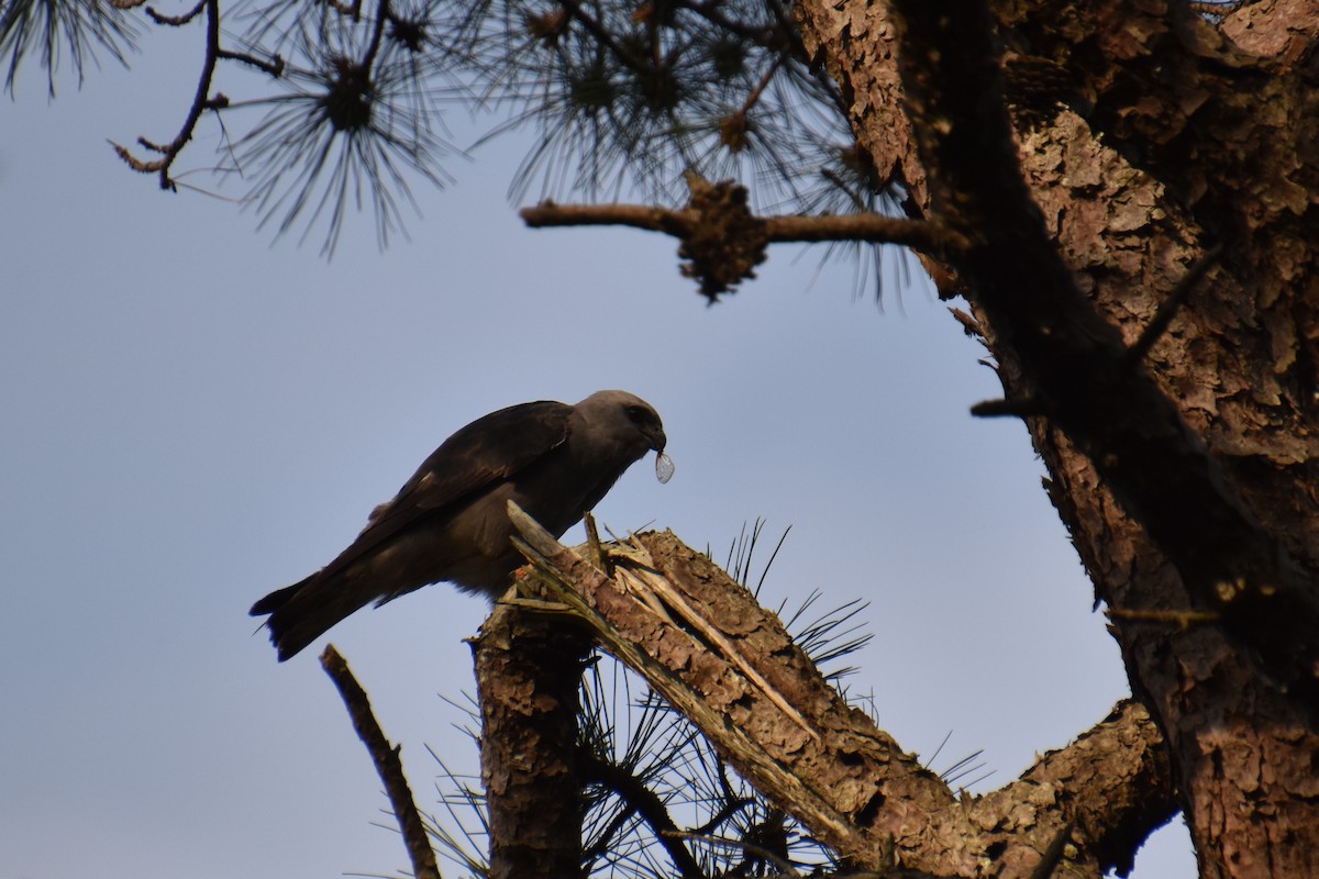 Mississippi Kite - ML638416049