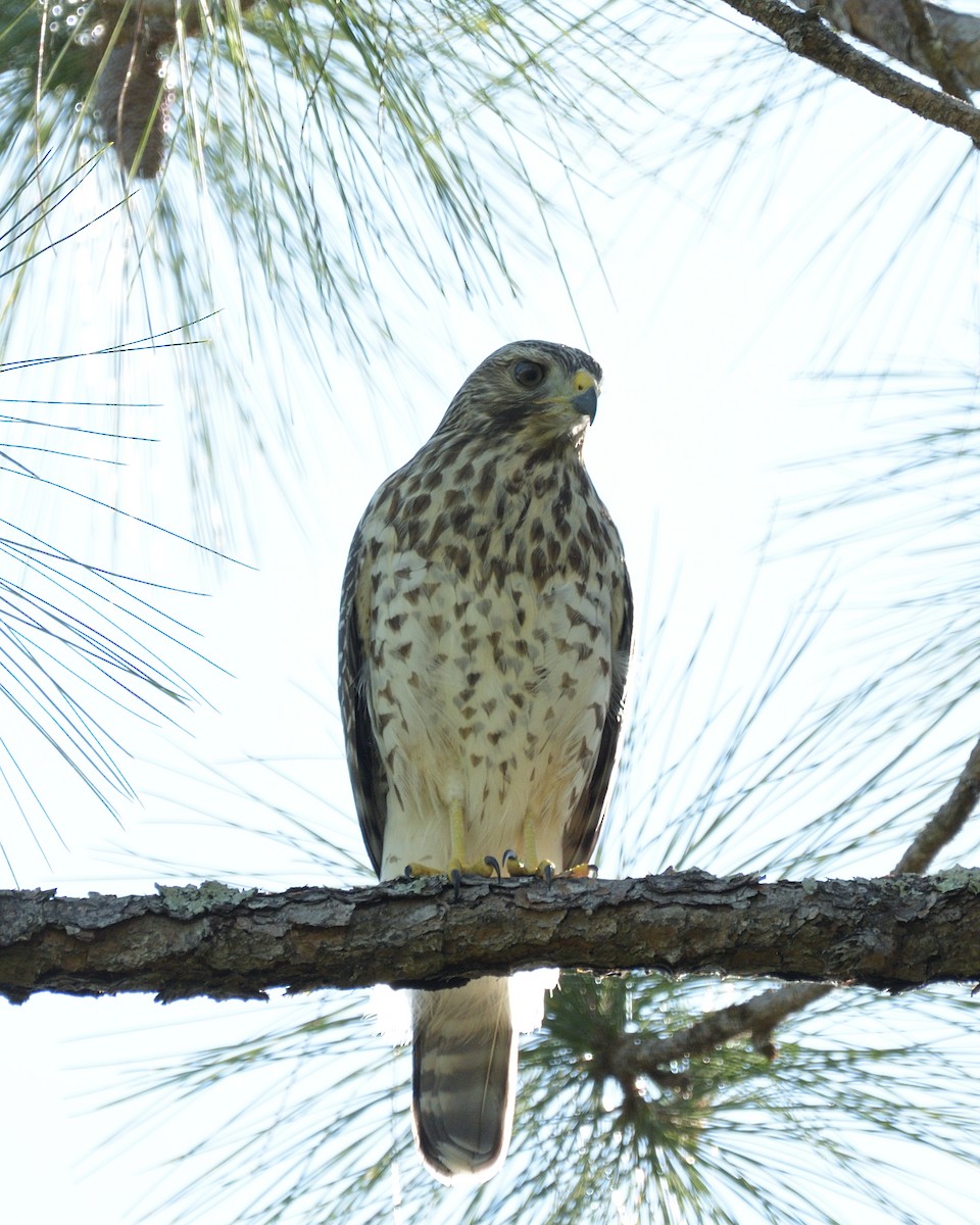 Red-shouldered Hawk - ML638416065