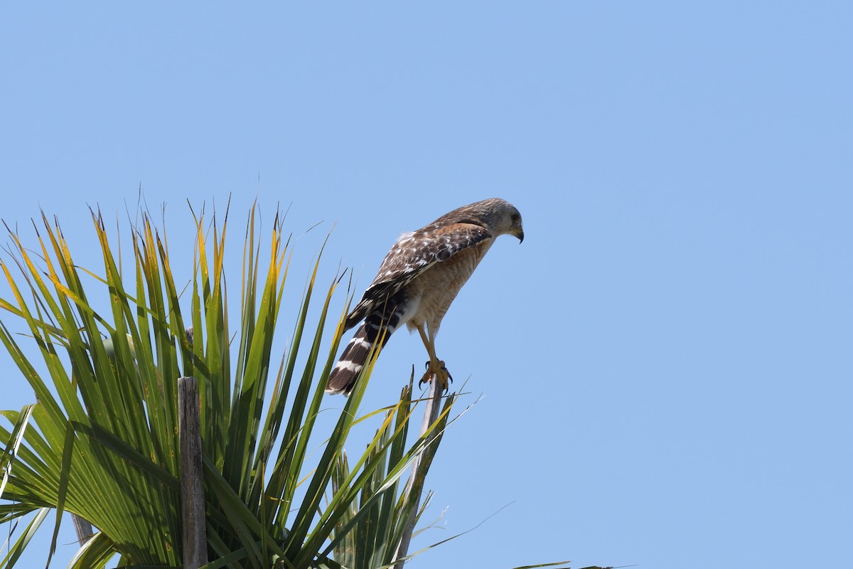 Red-shouldered Hawk - ML638416066