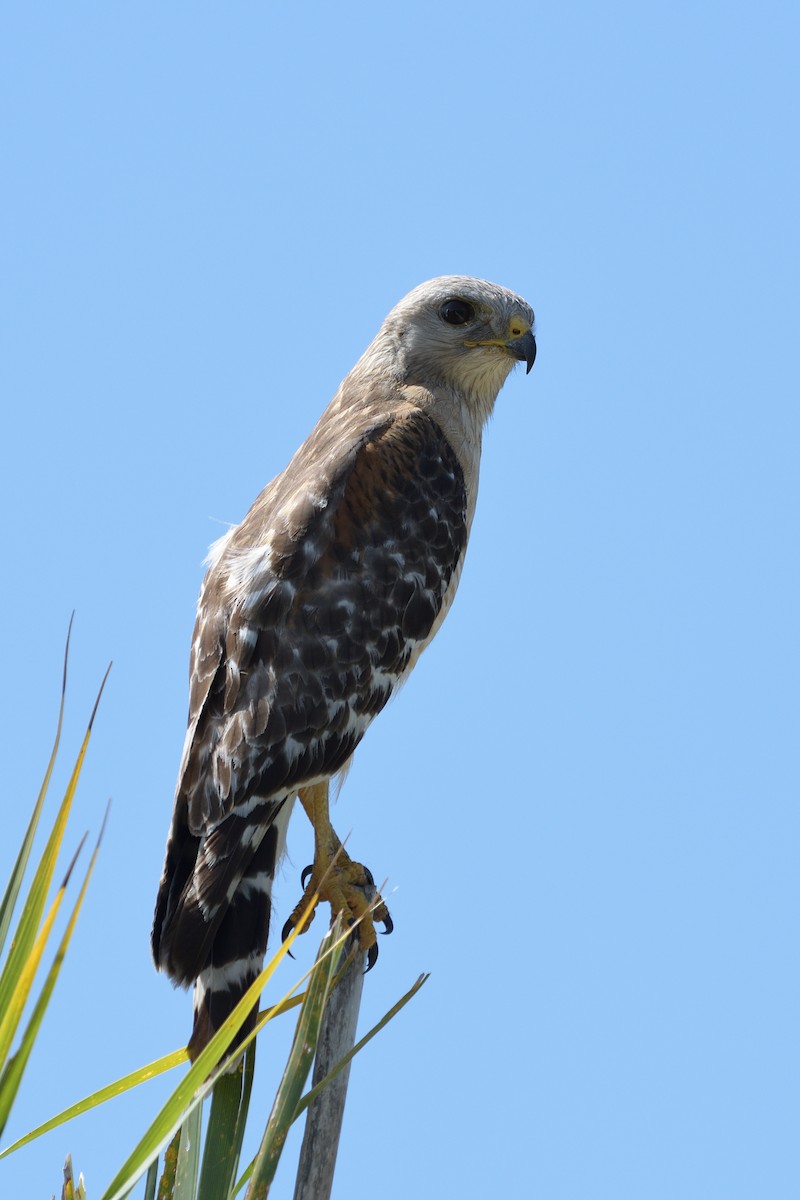 Red-shouldered Hawk - ML638416067