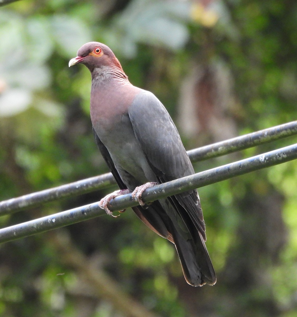 Scaly-naped Pigeon - ML638416073