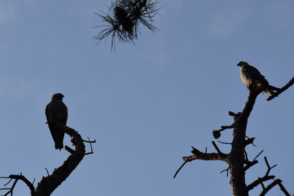 Mississippi Kite - ML638416087