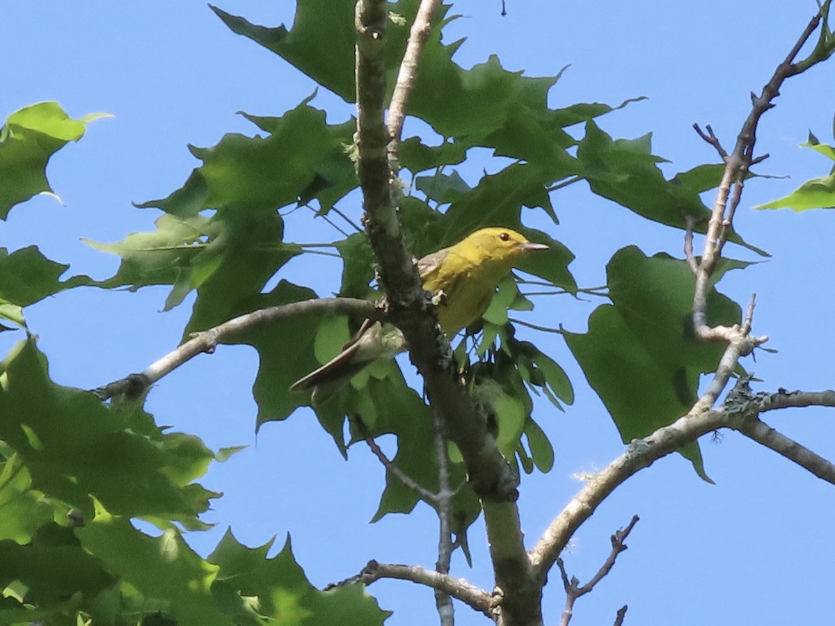 Pine Warbler - ML638416095