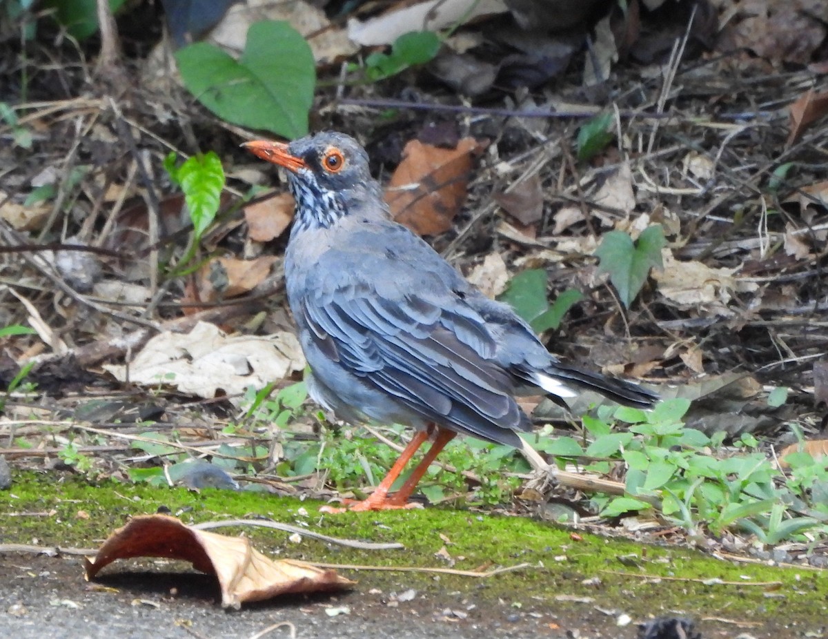 Red-legged Thrush (Antillean) - ML638416101