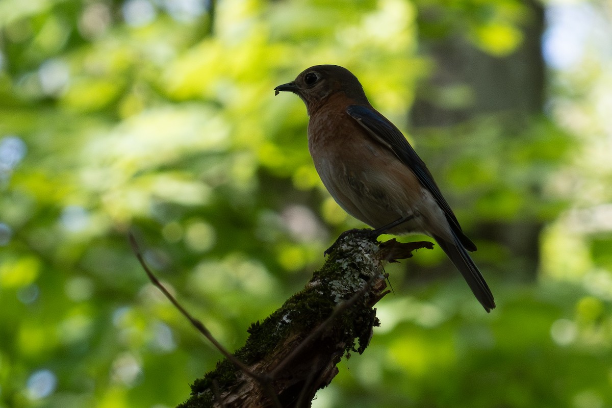 Eastern Bluebird - ML638416102