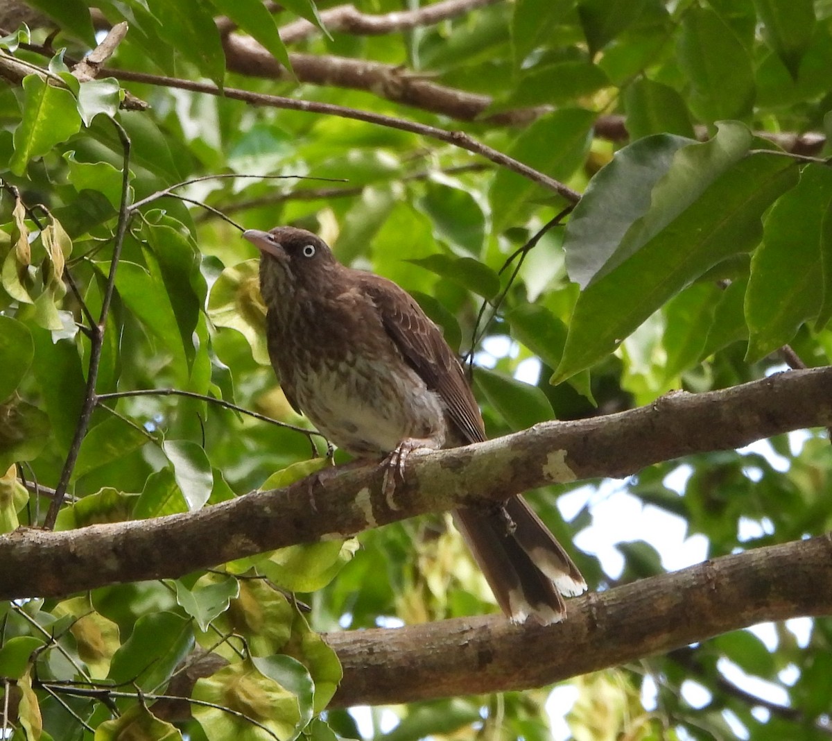 Pearly-eyed Thrasher - ML638416106