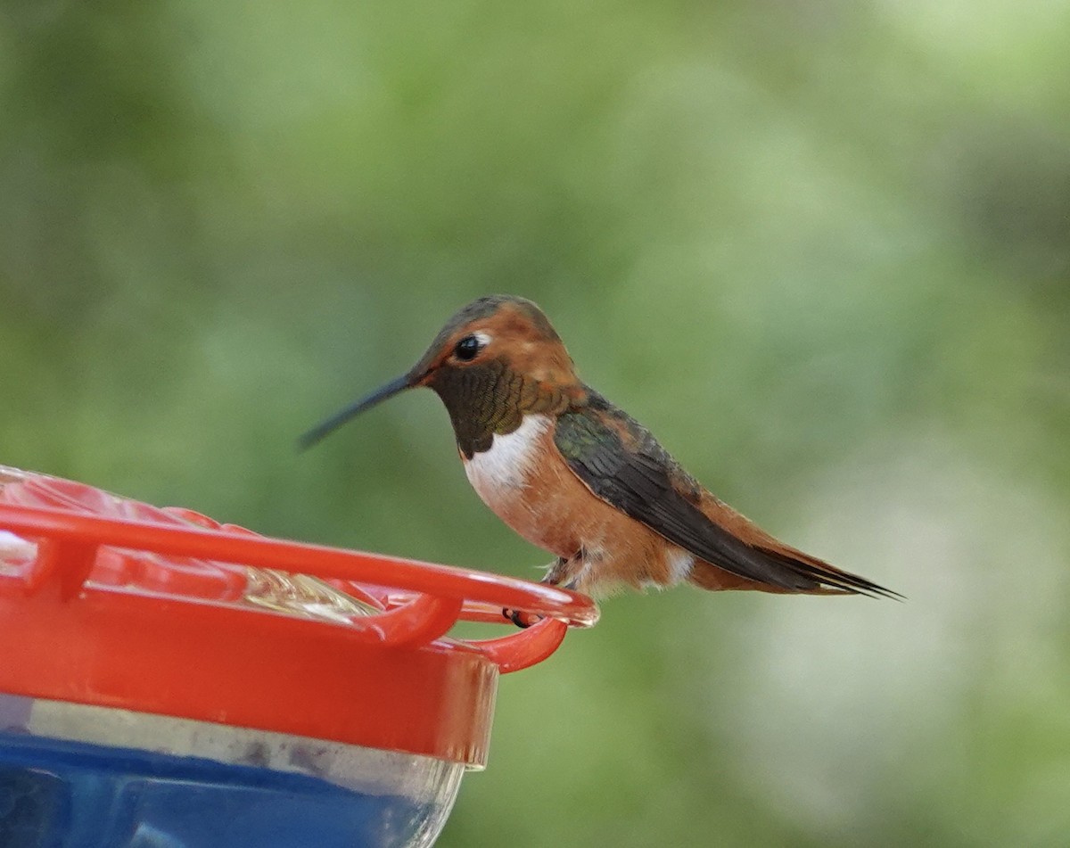 Rufous Hummingbird - ML638416149