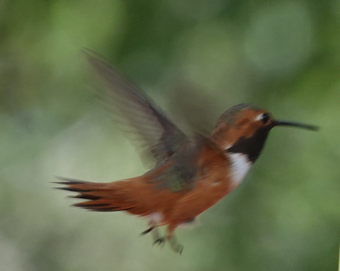 Rufous Hummingbird - ML638416157