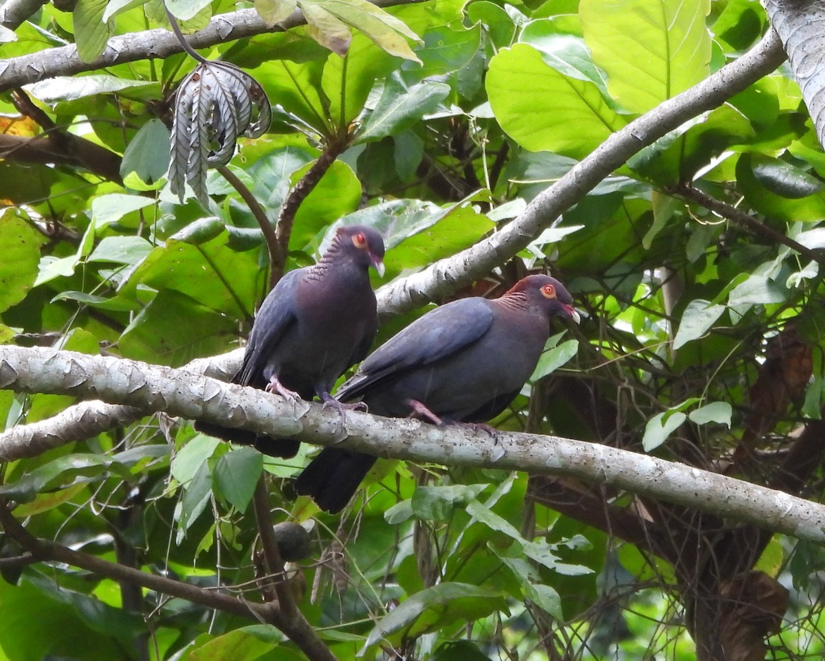 Scaly-naped Pigeon - ML638416159