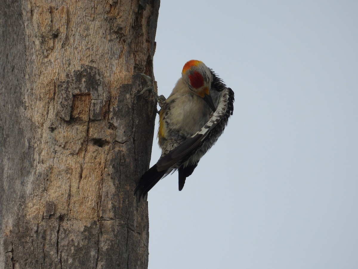 Golden-fronted Woodpecker (Northern) - ML638416163