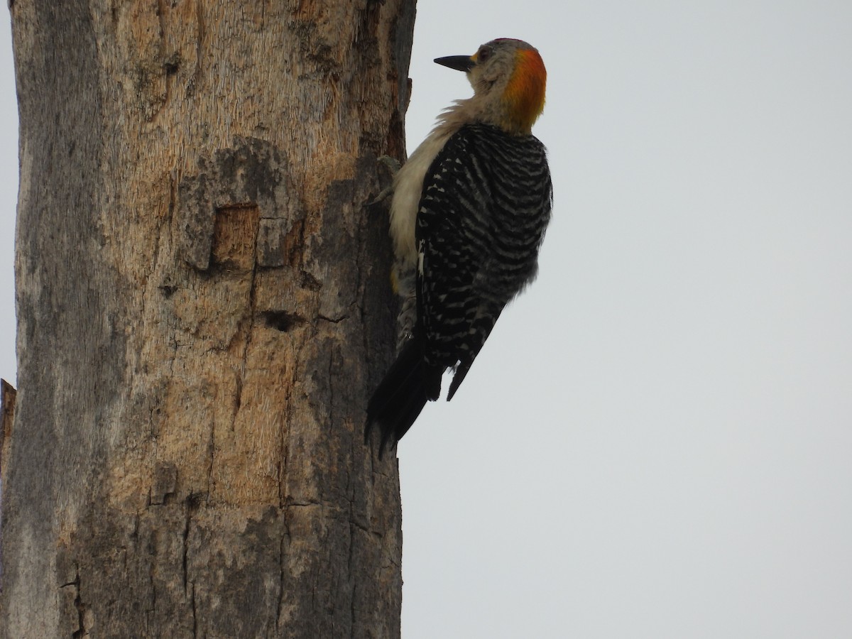 Golden-fronted Woodpecker (Northern) - ML638416164