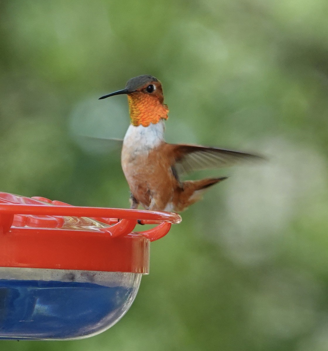 Rufous Hummingbird - ML638416171