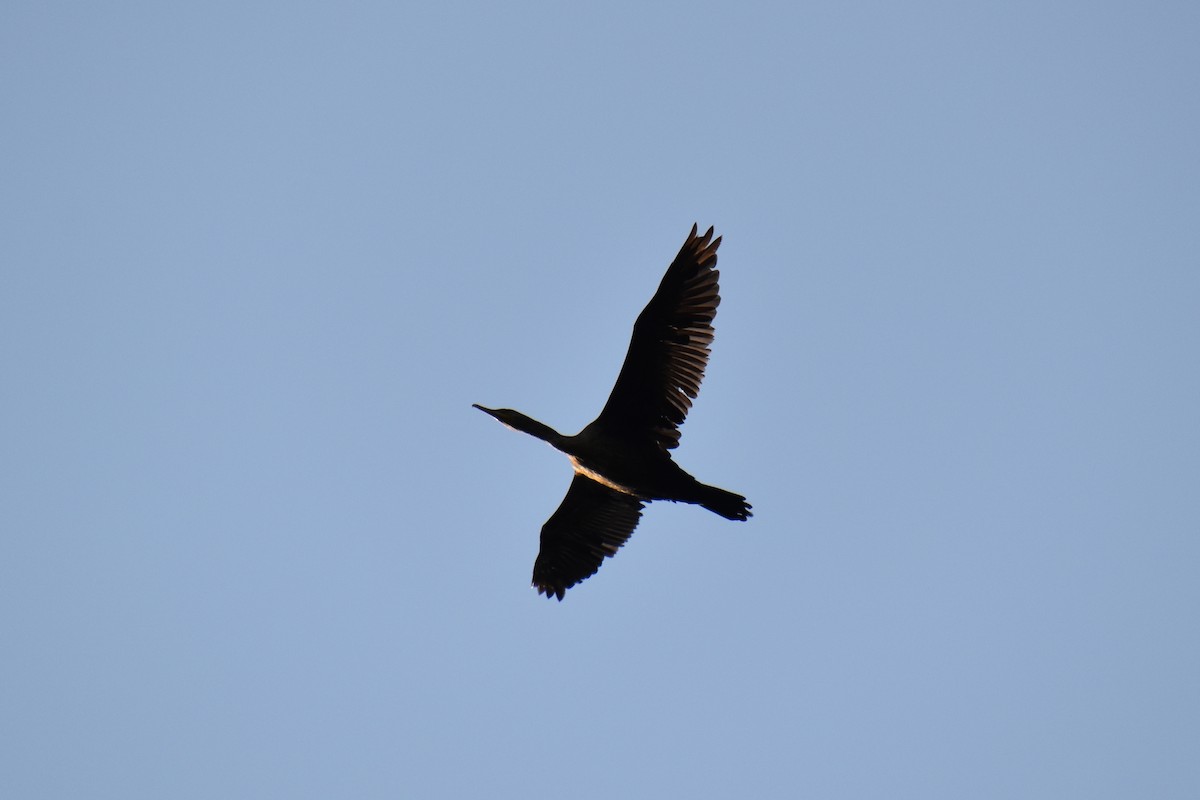 Cormorán Orejudo - ML638416174