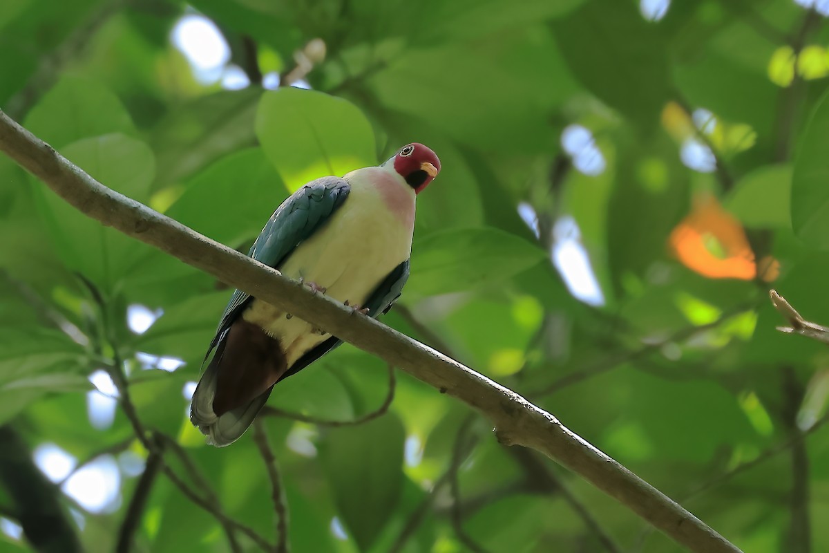 Jambu Fruit-Dove - ML638416198