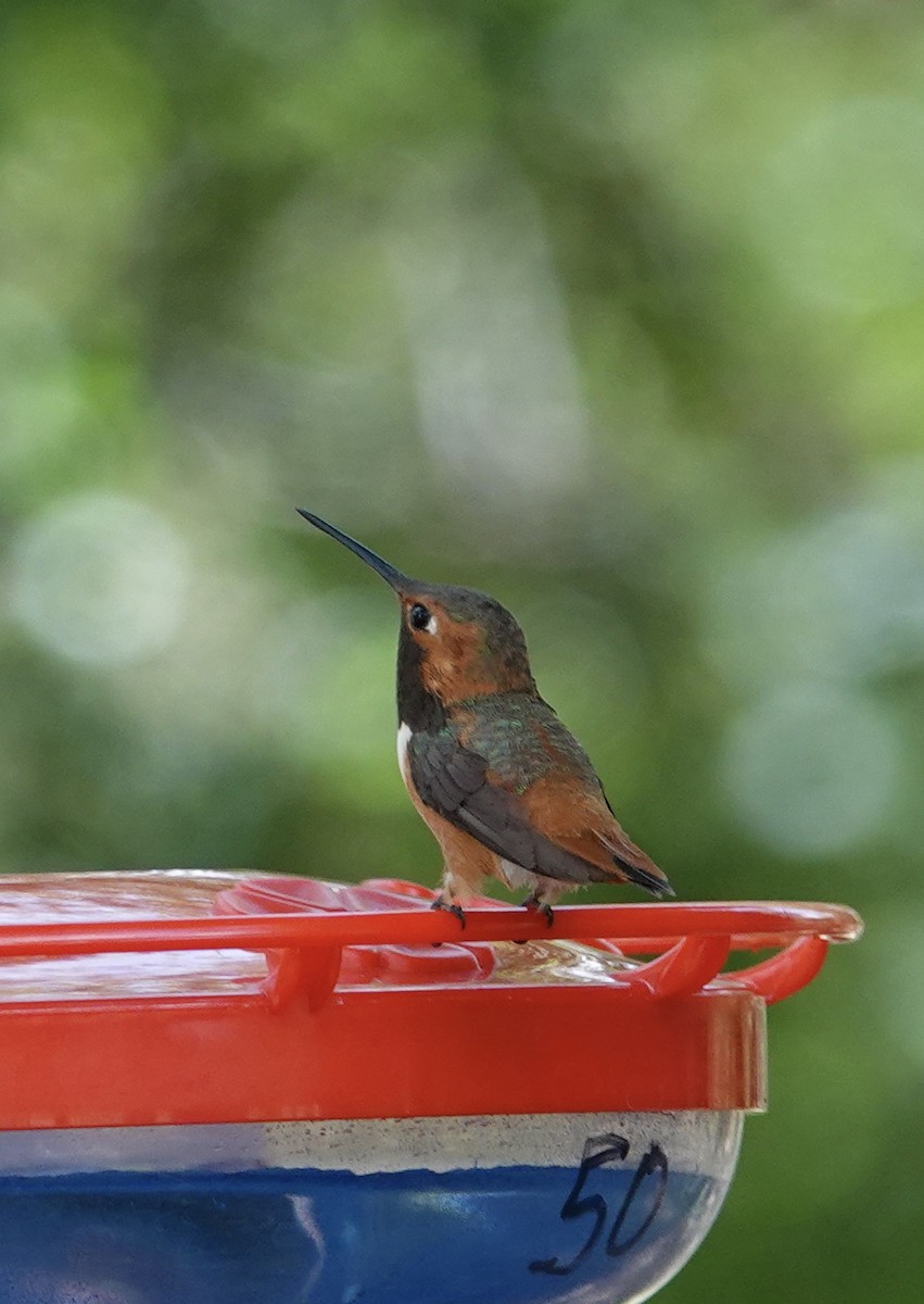Rufous Hummingbird - ML638416226