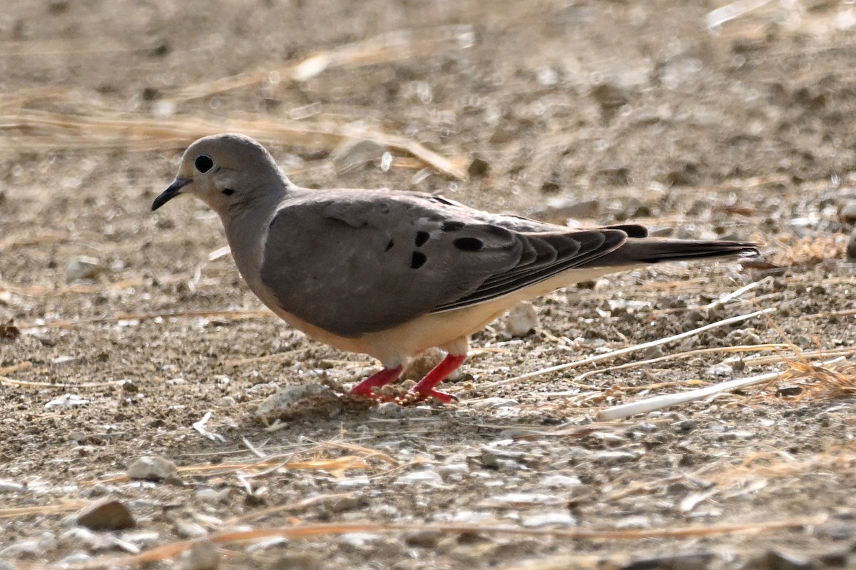 Mourning Dove - ML638416250