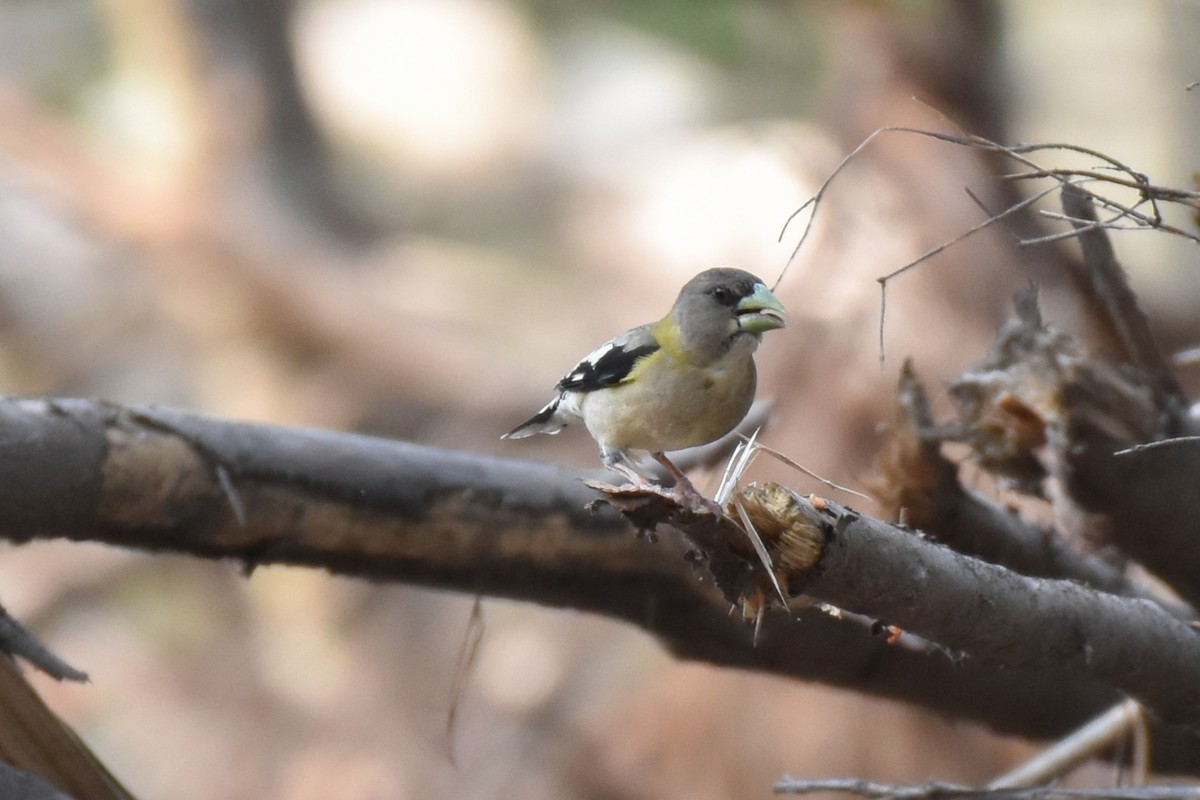Evening Grosbeak - ML638416251