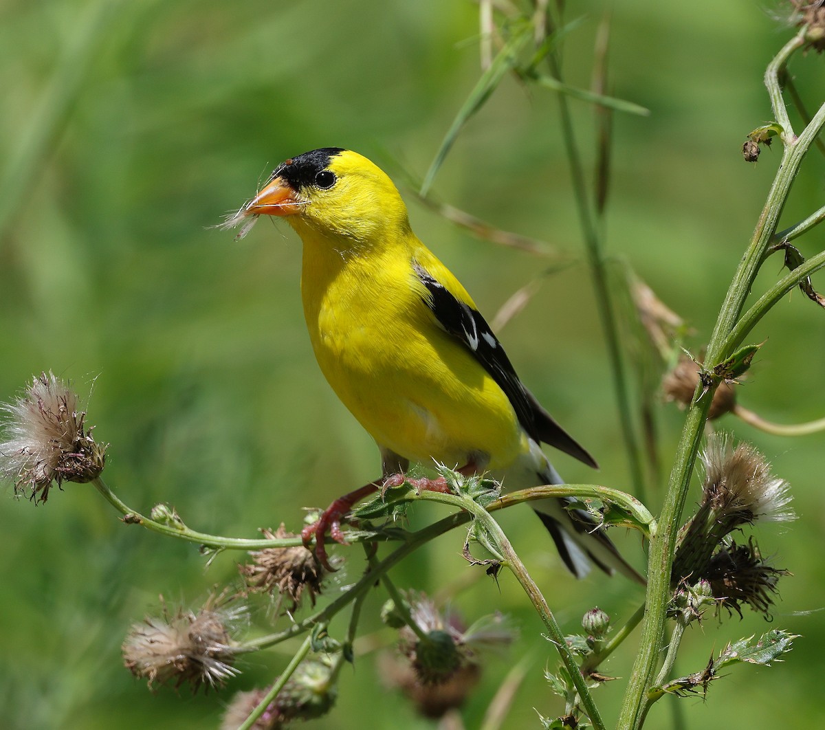 American Goldfinch - ML638416262