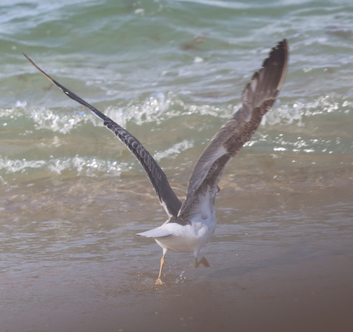 Lesser Black-backed Gull - ML638416271