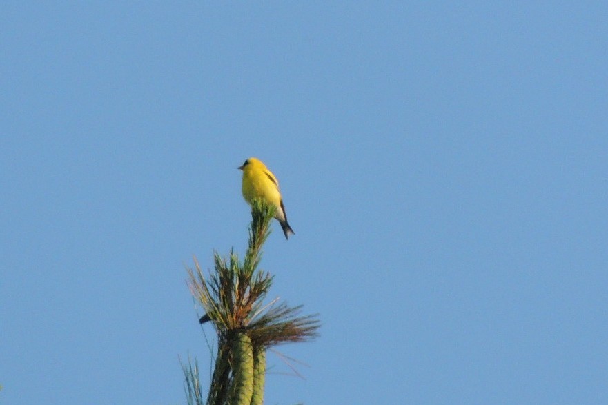 American Goldfinch - ML638416285