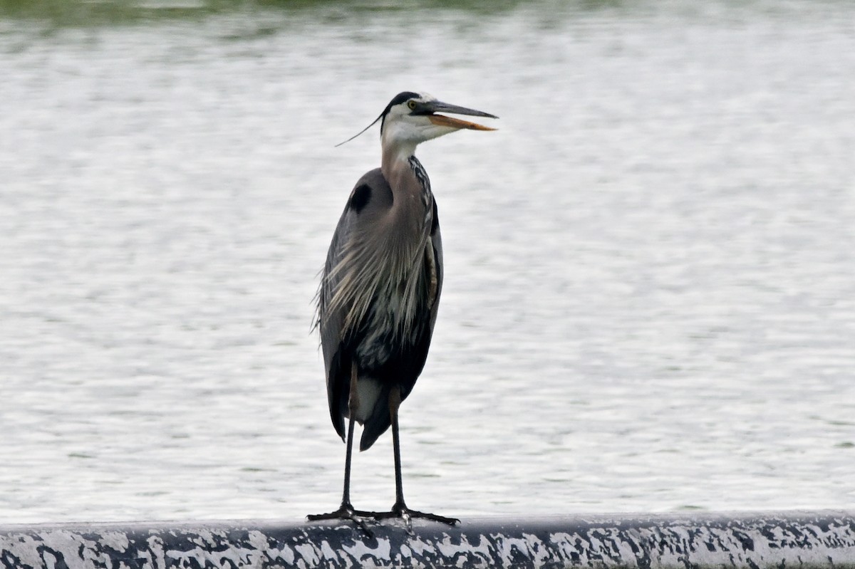 Great Blue Heron - ML638416314
