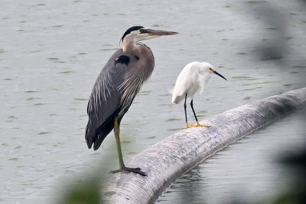 Great Blue Heron - ML638416318