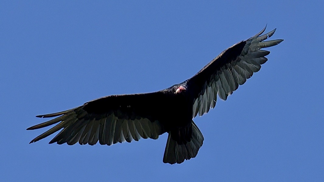 Turkey Vulture - ML638416324