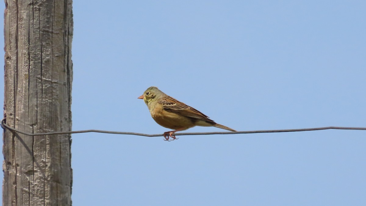 Ortolan Bunting - ML638416390