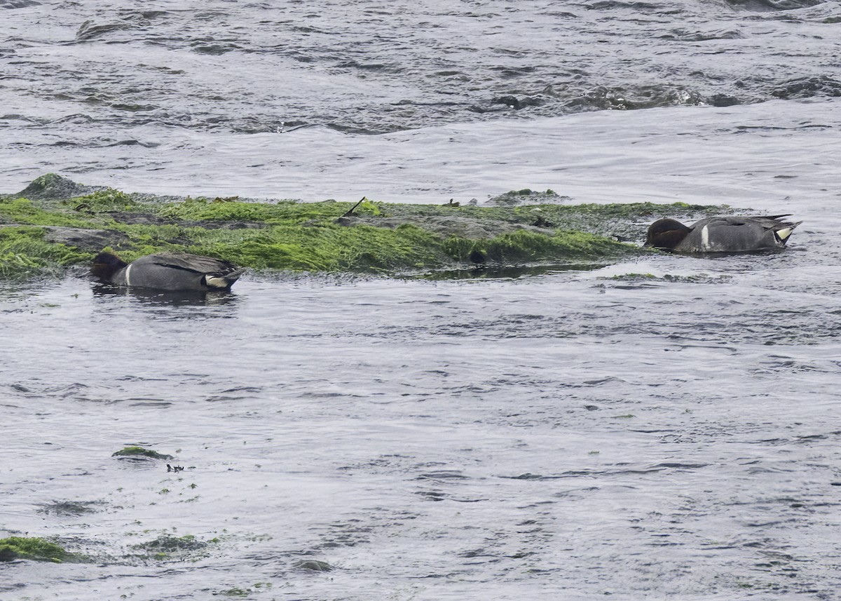 Green-winged Teal - ML638416426