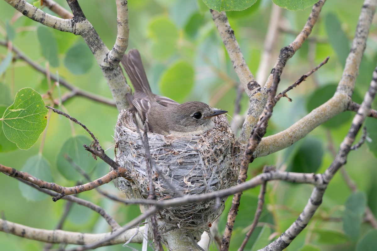 Dusky Flycatcher - ML638416432